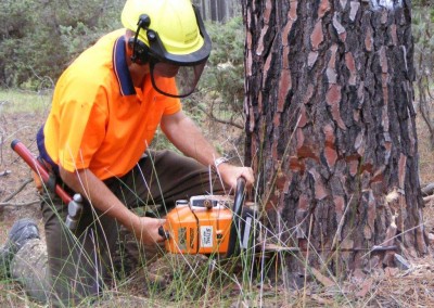 Towie Timber Training