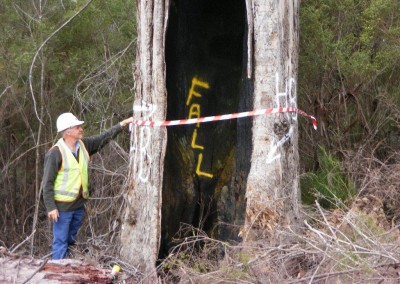 Hazardous Trees - Towie Timber Training